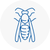 Penwortham Wasp Nest Removal